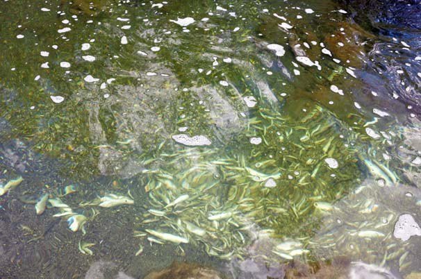 Söğütlü Çayı’ında Balıklar Öldü